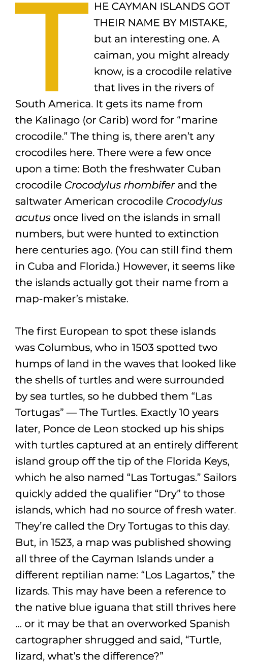The Cayman Islands got their name by mistake, but an interesting one. A caiman, you might already know, is a crocodil...
