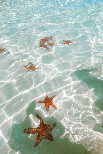 Grand Cayman Islands, starfish point