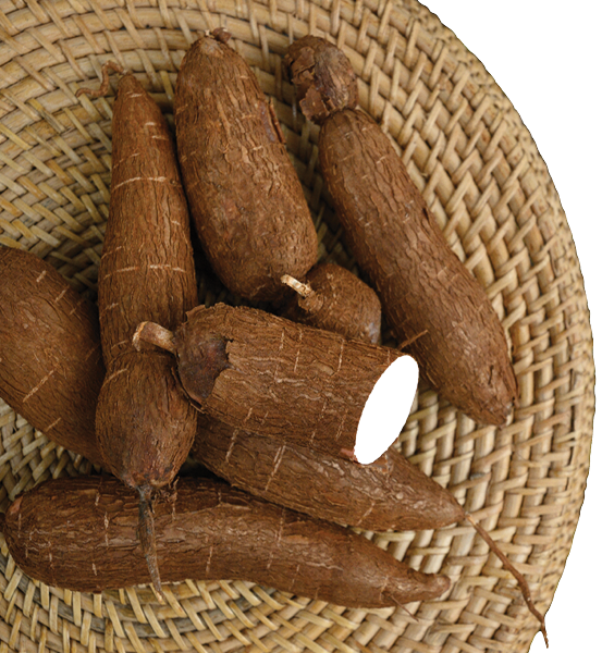 Organic raw Cassava tuber on wicker tray and palm leaves. View from above. Copy space. Yucca cassava root.