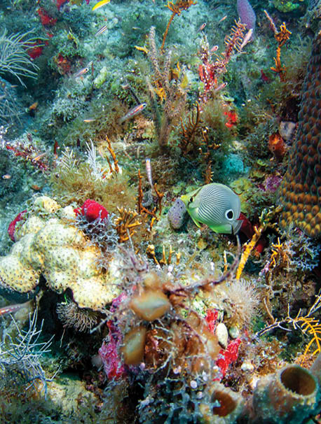 Beautiful foureye butterflyfish in a coral wonderland full of color in the Dry Tortugas, Florida, Gulf of Mexico. 