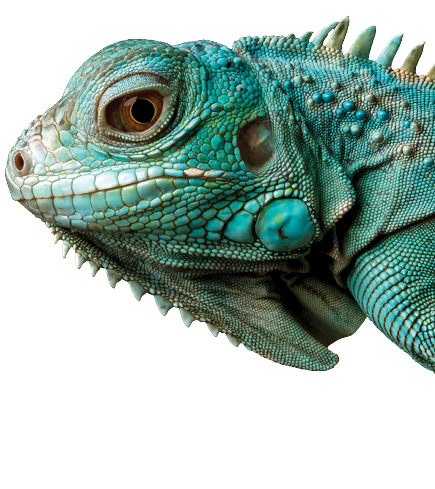 Blue Iguana closeup head, Blue Iguana “Grand Cayman Blue Iguana", Cyclura Lewisi 
