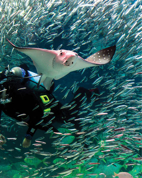 Stingray City. diver fish and stingrays seoul