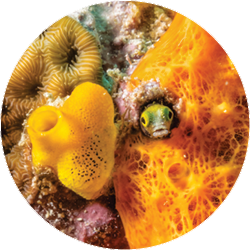 A tiny bug-eyed blenny pokes its head out of a hole in an orange sponge off the coast of Grand Cayman, Cayman Islands.