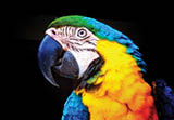 Profile shot of blue and gold macaw facing left