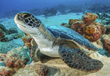 Sea turtle, Cocos island, Costa Rica