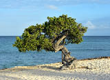 Beautiful view of a divi divi tree on Eagle Beach in Aruba.