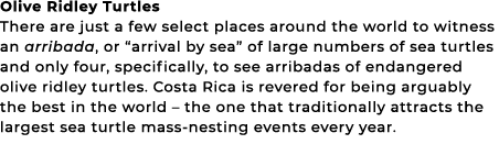 Olive Ridley Turtles There are just a few select places around the world to witness an arribada, or “arrival by sea” ...