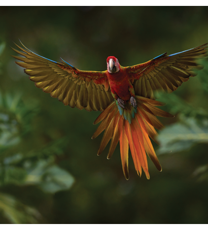 Hybrid parrot in the jungle forest. Rare form Ara macao x Ara ambigua, scarlet and green macaw form, Costa Rica. Wildlife scene from tropical nature. Bird in fly, jungle. 
