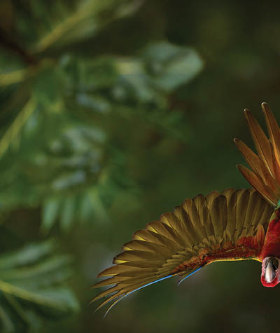 Hybrid parrot in the jungle forest. Rare form Ara macao x Ara ambigua, scarlet and green macaw form, Costa Rica. Wildlife scene from tropical nature. Bird in fly, jungle. 