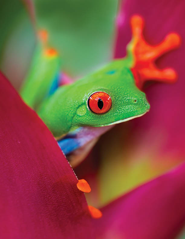 red eyed tree frog from the tropical jungle of Costa RIca and Panama? macro of a curious exotic rain forest animal. In curiosity peeping