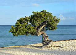 Beautiful view of a divi divi tree on Eagle Beach in Aruba.