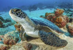Sea turtle, Cocos island, Costa Rica
