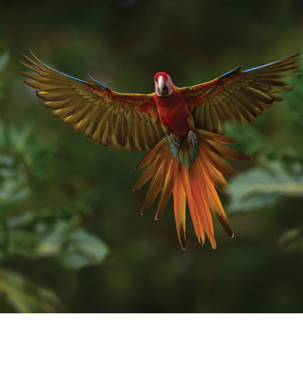 Hybrid parrot in the jungle forest. Rare form Ara macao x Ara ambigua, scarlet and green macaw form, Costa Rica. Wildlife scene from tropical nature. Bird in fly, jungle. 