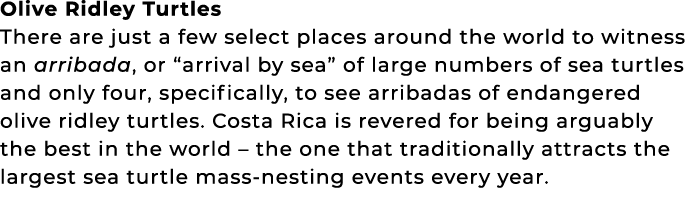 Olive Ridley Turtles There are just a few select places around the world to witness an arribada, or “arrival by sea” ...