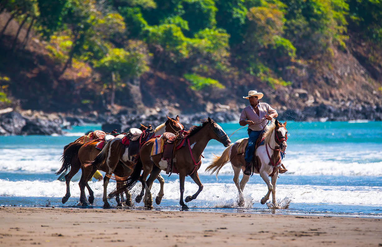Horses on the beach. Costa Rica, tourist paradise