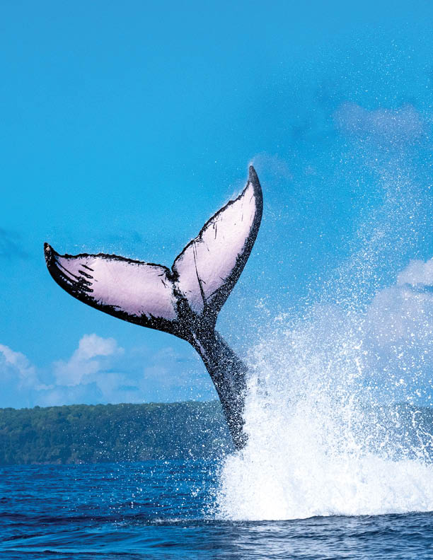 Humpback Whale's tail in Pacific Ocean, Costa Rica
