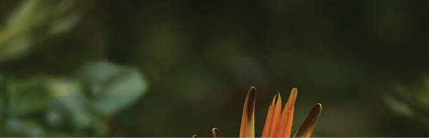 Hybrid parrot in the jungle forest. Rare form Ara macao x Ara ambigua, scarlet and green macaw form, Costa Rica. Wildlife scene from tropical nature. Bird in fly, jungle. 