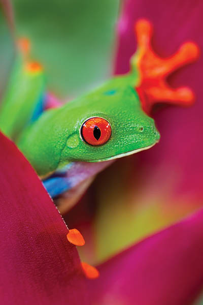 red eyed tree frog from the tropical jungle of Costa RIca and Panama? macro of a curious exotic rain forest animal. In curiosity peeping