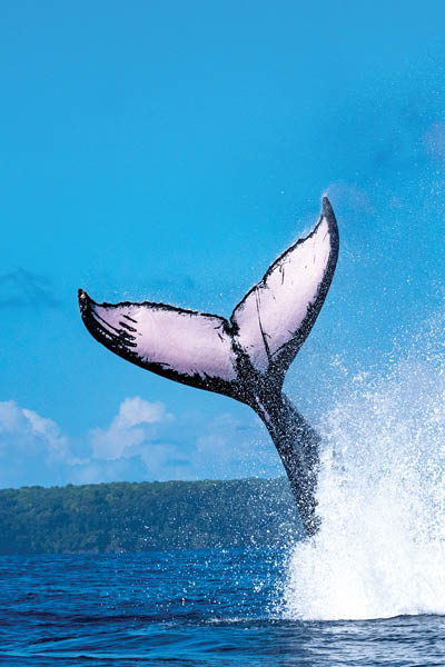 Humpback Whale's tail in Pacific Ocean, Costa Rica