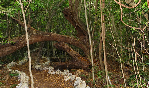 Natural forest of Indigenous Eyes Ecological Park and Reserve near Punta Cana, Dominican