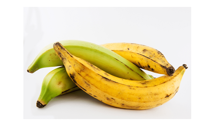 Plantain or Green Banana isolated in white background. Musa x paradisiaca