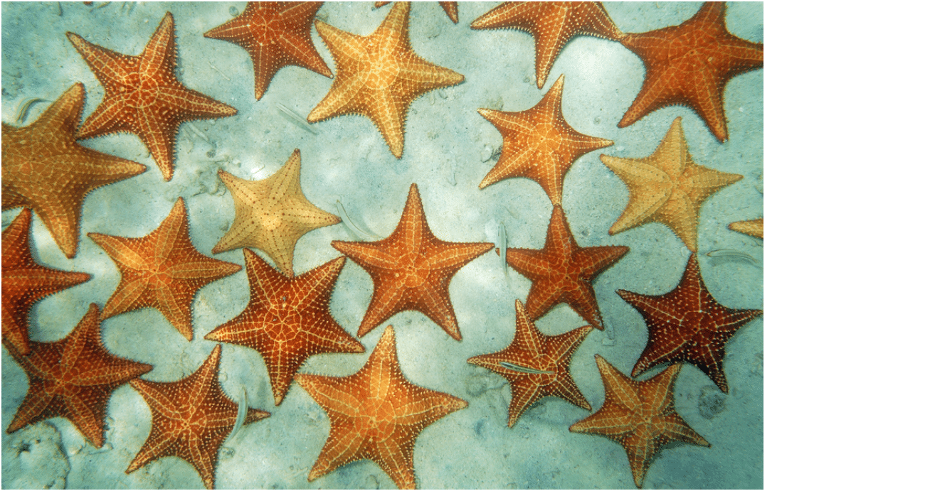 Cushion sea stars underwater in the Caribbean sea on a sandy seabed