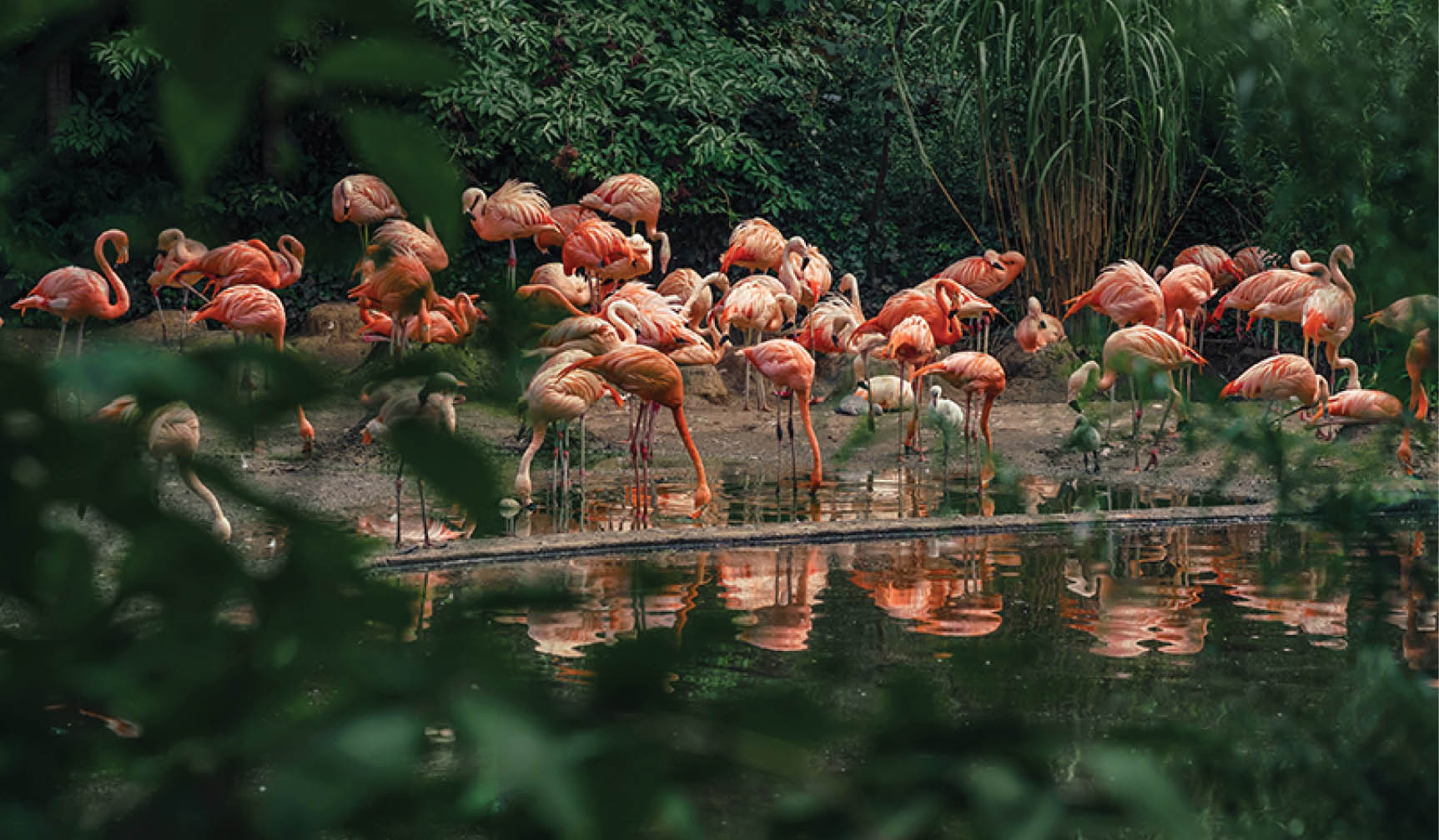Flamingos birds flock pasturing on riverbank of national reserve area. Group of beautiful pink flamingo outdoor.