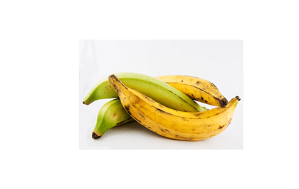 Plantain or Green Banana isolated in white background. Musa x paradisiaca