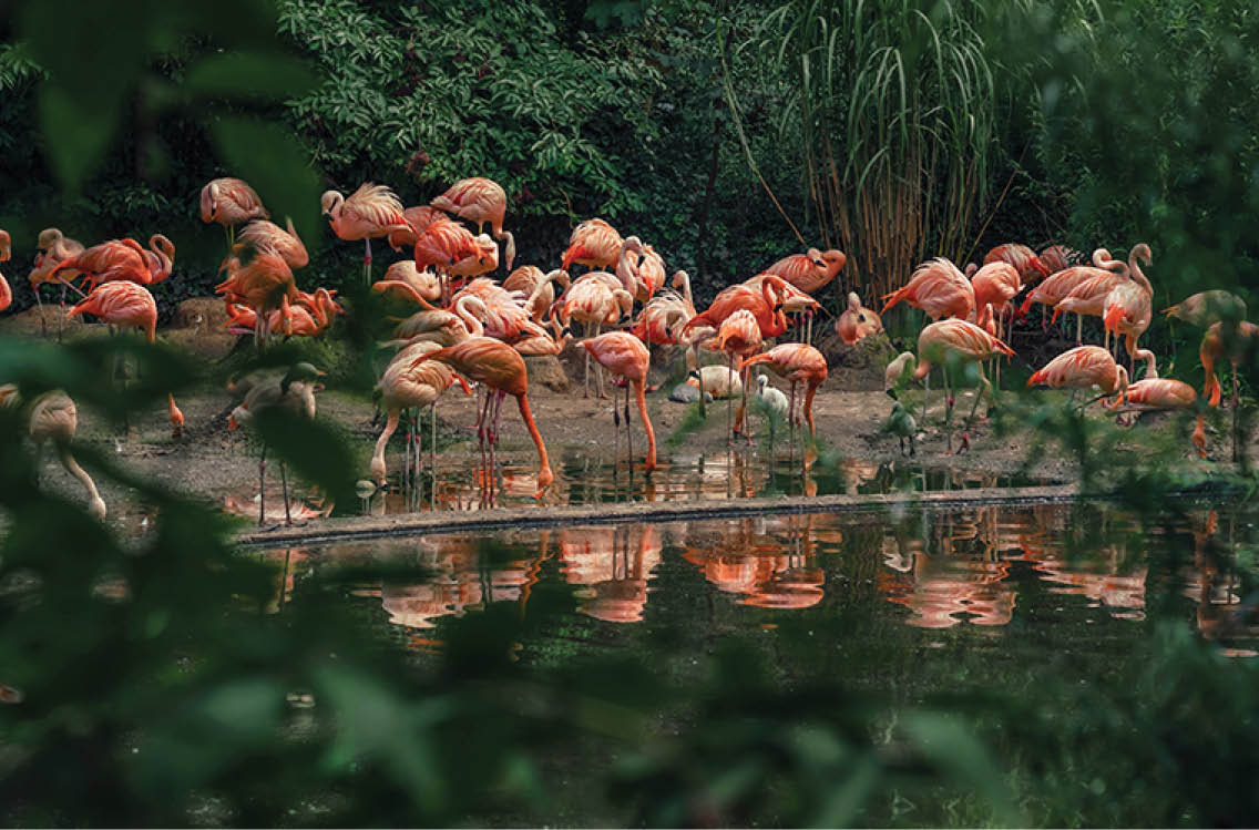 Flamingos birds flock pasturing on riverbank of national reserve area. Group of beautiful pink flamingo outdoor.