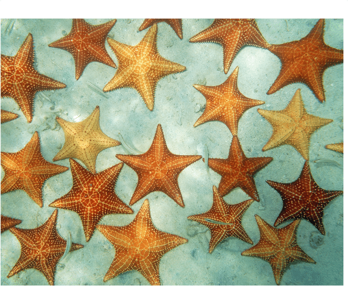 Cushion sea stars underwater in the Caribbean sea on a sandy seabed