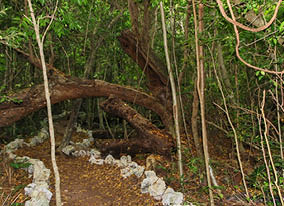 Natural forest of Indigenous Eyes Ecological Park and Reserve near Punta Cana, Dominican