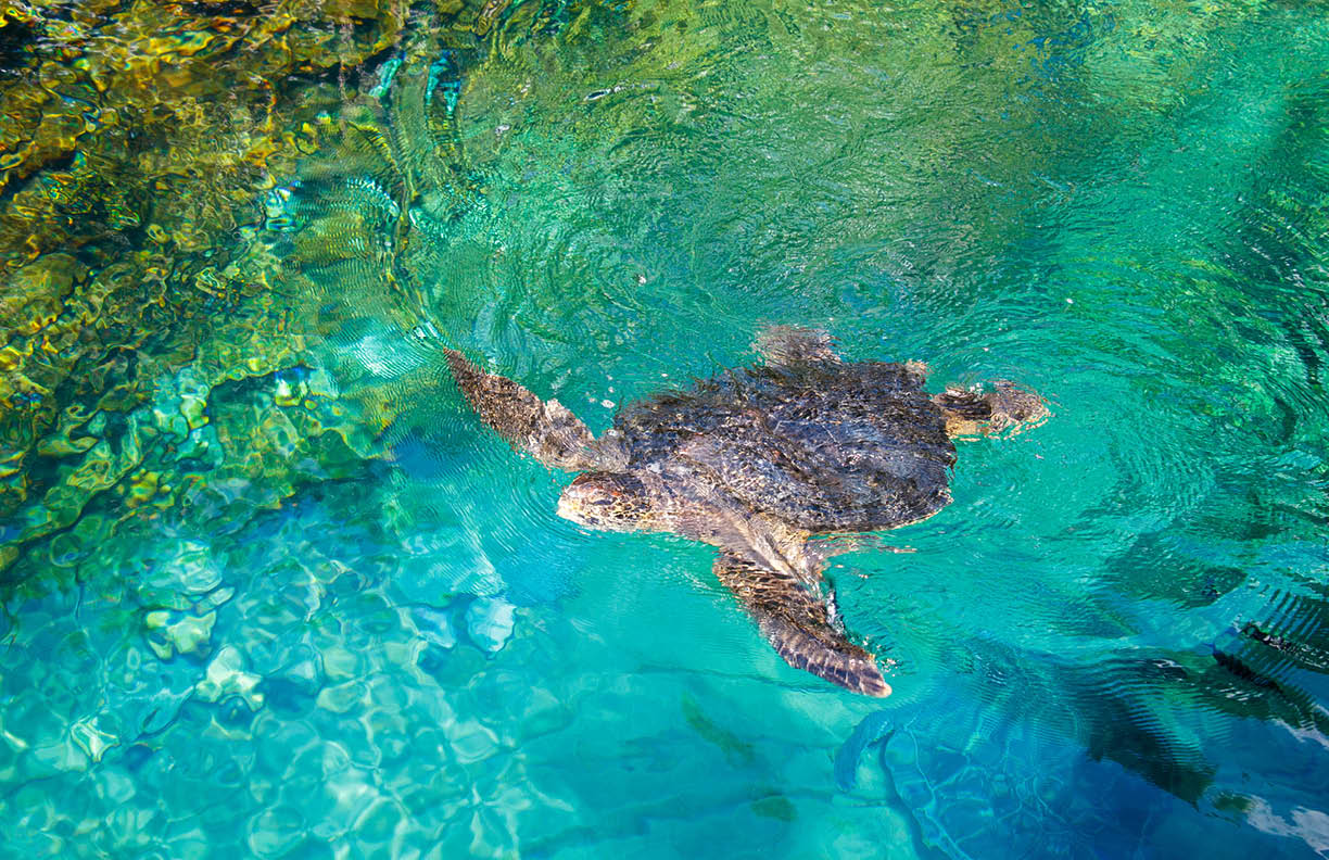 A turtle swimming inside the Sea World amusement park in Orlando, Florida, United States
