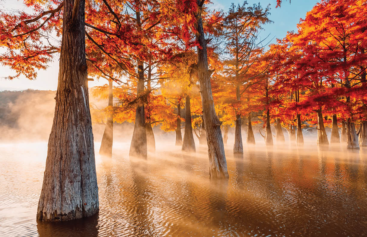 Swamp cypresses on lake with fog and sunshine. Taxodium distichum with red needles in Florida.