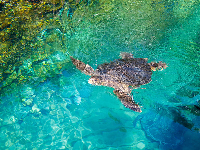 A turtle swimming inside the Sea World amusement park in Orlando, Florida, United States