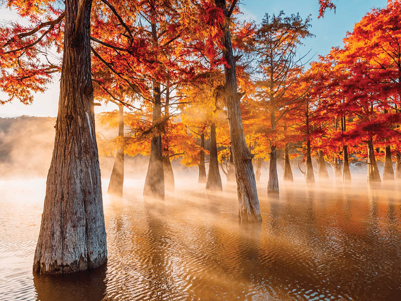 Swamp cypresses on lake with fog and sunshine. Taxodium distichum with red needles in Florida.