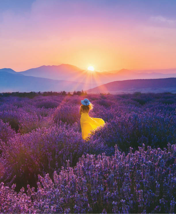 Rear view of young beautiful woman with yellow dress and blue hat having fun in the Lavender farm in Aegean Region, Turkey with setting sun giving sunburst from behind a mountain