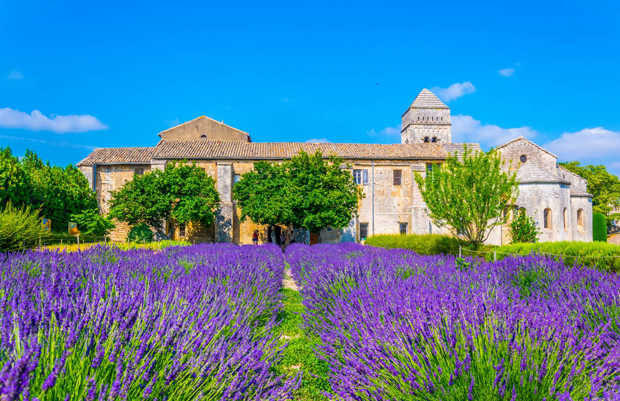 Lavender field in the monastery of Saint Paul de Mausole in France