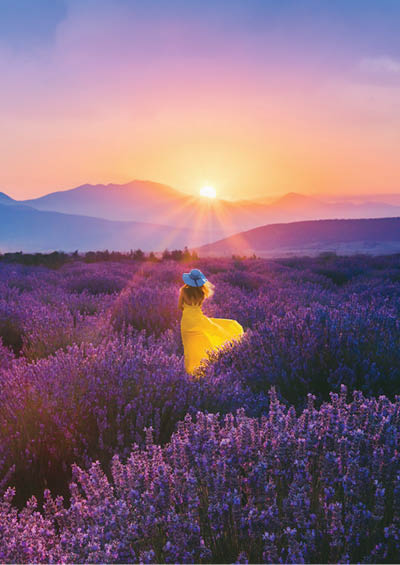Rear view of young beautiful woman with yellow dress and blue hat having fun in the Lavender farm in Aegean Region, Turkey with setting sun giving sunburst from behind a mountain