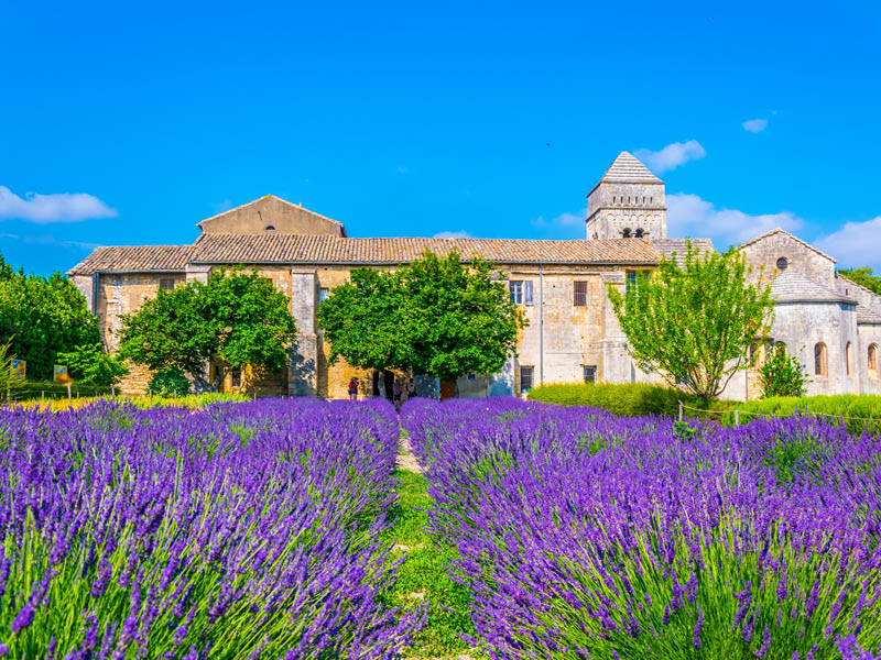 Lavender field in the monastery of Saint Paul de Mausole in France