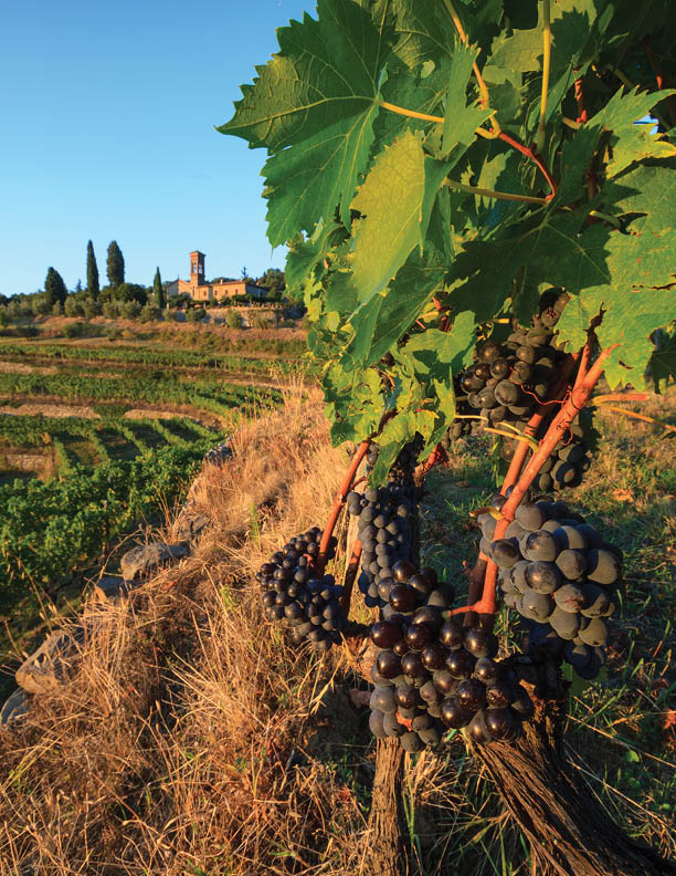 Chianti Vineyard landscape with grapes and church in autumn, Tuscany, Italy