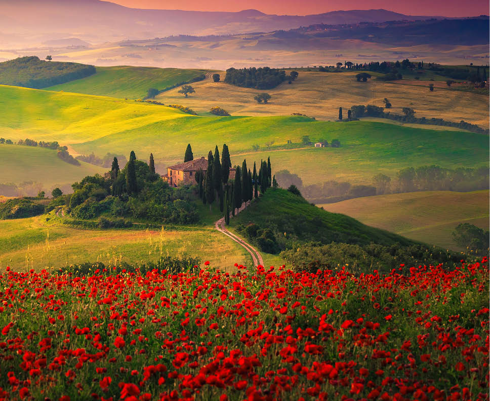 Amazing Tuscany rural landscape with red poppies in the grain fields. Flowery meadows and misty valleys at sunrise in Tuscany, near Pienza, Italy, Europe