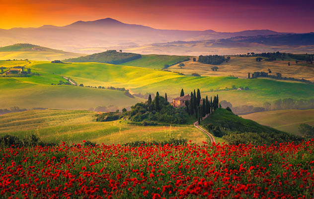 Amazing Tuscany rural landscape with red poppies in the grain fields. Flowery meadows and misty valleys at sunrise in Tuscany, near Pienza, Italy, Europe