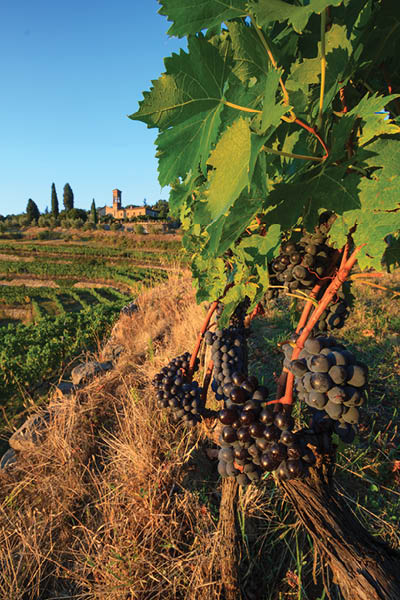 Chianti Vineyard landscape with grapes and church in autumn, Tuscany, Italy