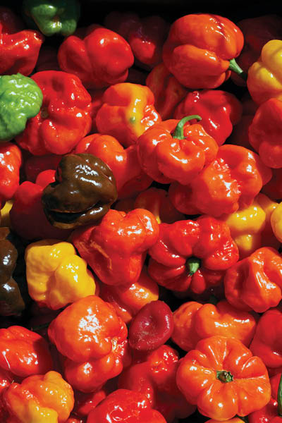 Closeup of colourful Scotch bonnet hot chill peppers seen at the market.