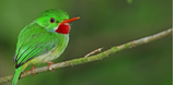 Jamaican Tody (Todus todus) adult perched on twig, endemic Jamaican species Blue Mountains, Jamaica                 March