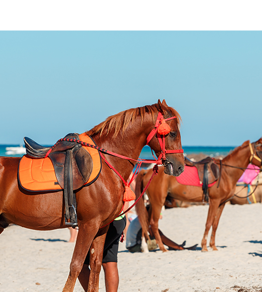 Horses saddled stand on the sand on the beach