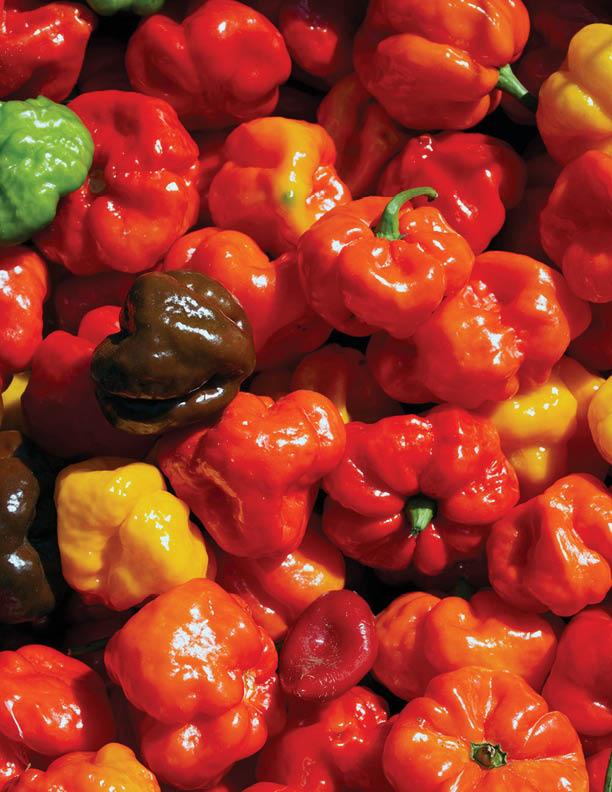Closeup of colourful Scotch bonnet hot chill peppers seen at the market.