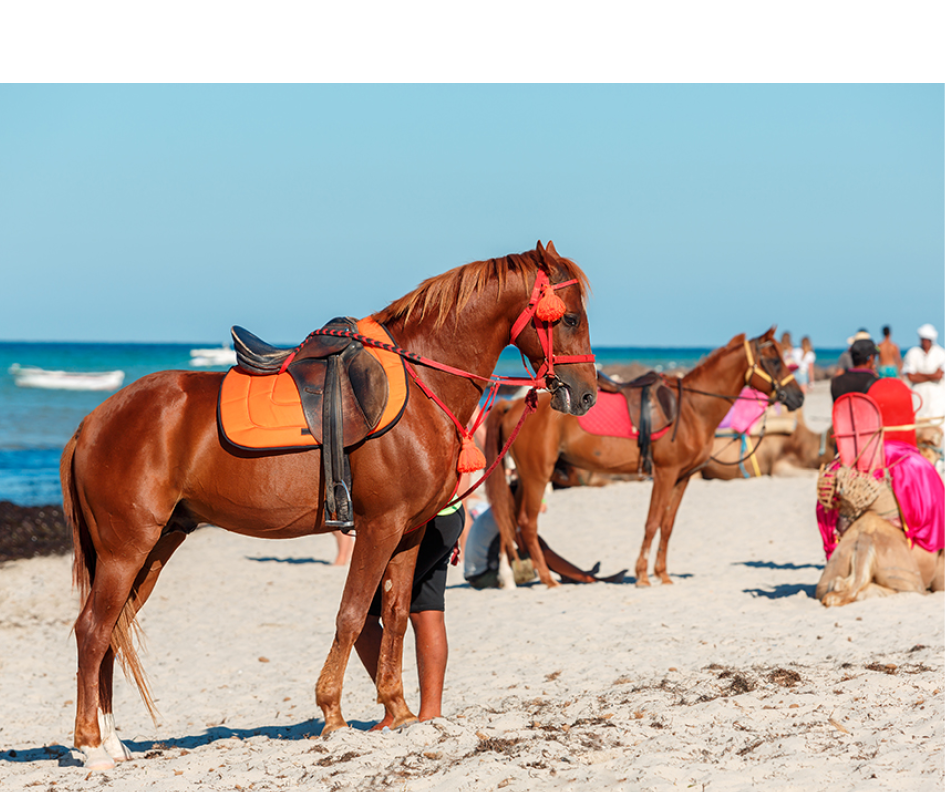 Horses saddled stand on the sand on the beach