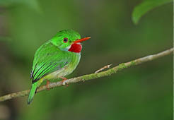 Jamaican Tody (Todus todus) adult perched on twig, endemic Jamaican species Blue Mountains, Jamaica                 March