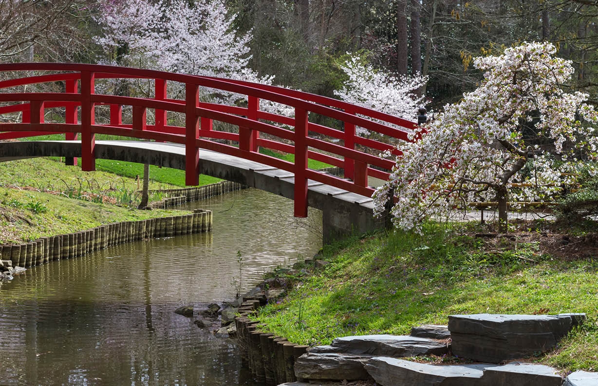 Amazing Japanese garden scene at Duke gardens in Durham, NC. The cherry blossoms are in bloom. 